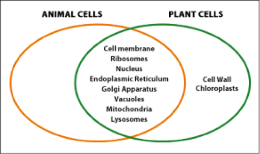 Venn diagram: Animal cells and plant cells - Cell process